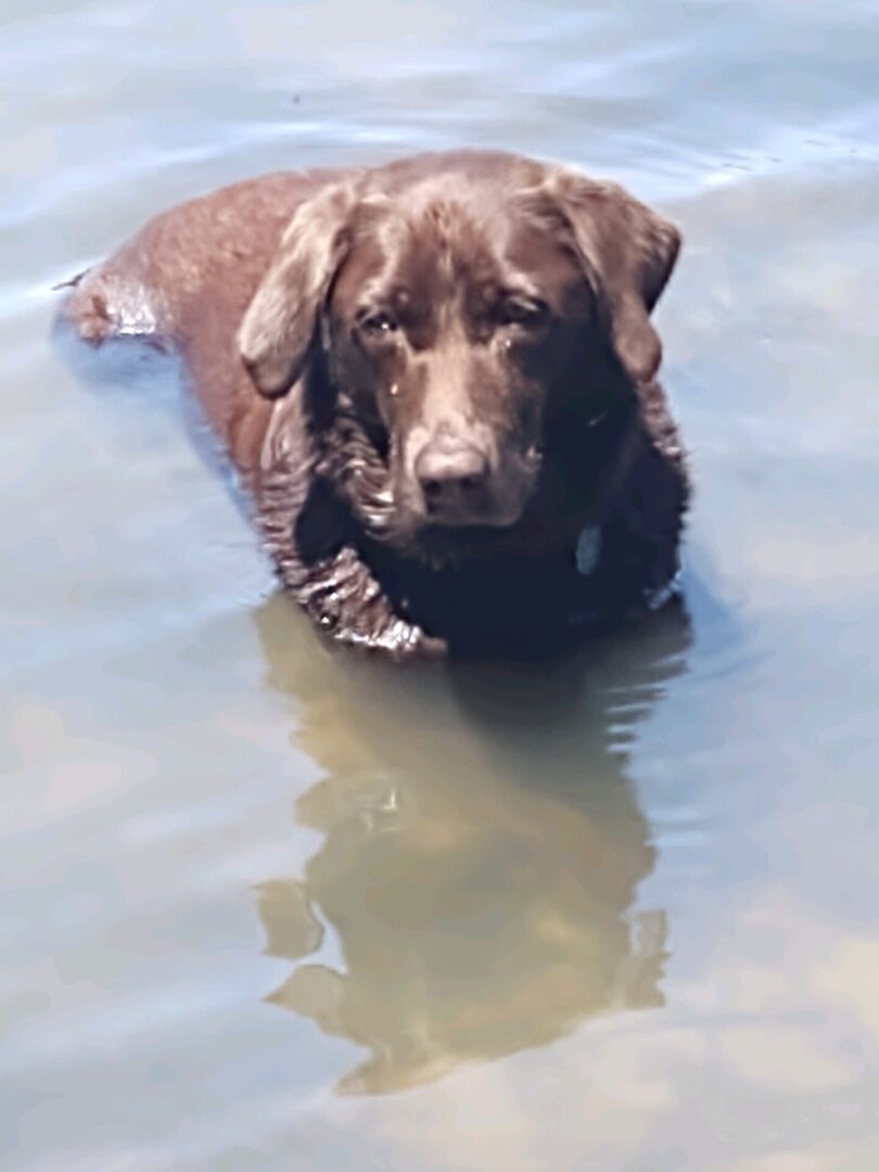 A brown dog is floating in the water